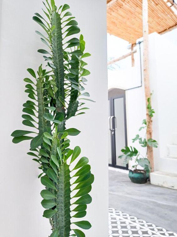 تصویر 1 از گل‌ و‌ گیاه‌ آپارتمانی پر طرفدار برای خانه