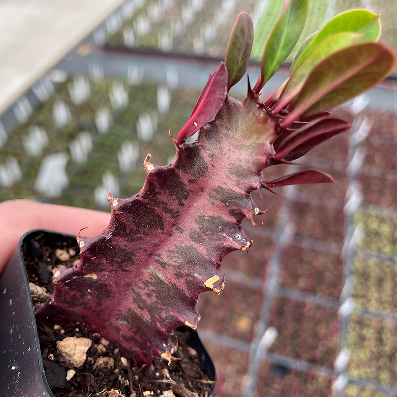 تصویر 4 از گل‌ و‌ گیاه‌ آپارتمانی پر طرفدار برای خانه