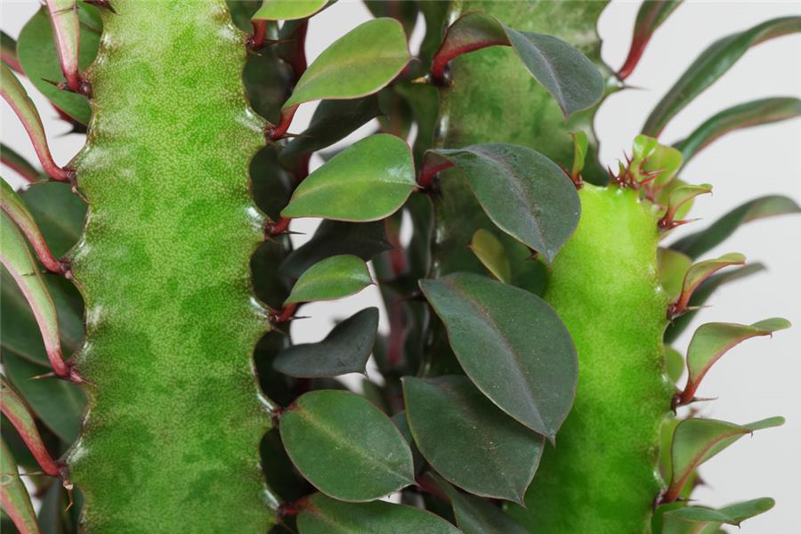 گل‌ و‌ گیاه‌ آپارتمانی پر طرفدار برای خانه