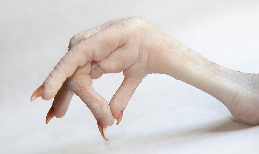 تصویر 4 از پا مرغ پاک شده آماده مصرف با بسته بندی استاندارد