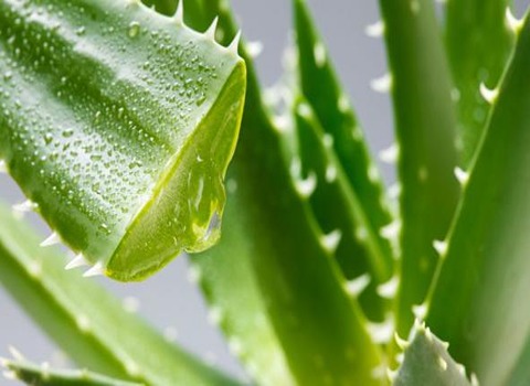 تصویر 3 از برگ آلوئه‌ ورا تازه و ارگانیک با ژل طبیعی و خواص درمانی بالا