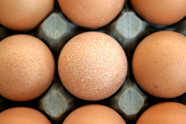 تصویر 2 از تخم مرغ محلی درجه یک با زرده طلایی