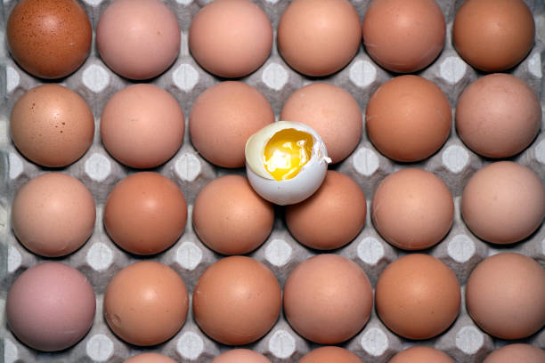 تصویر 4 از تخم مرغ محلی درجه یک با زرده طلایی