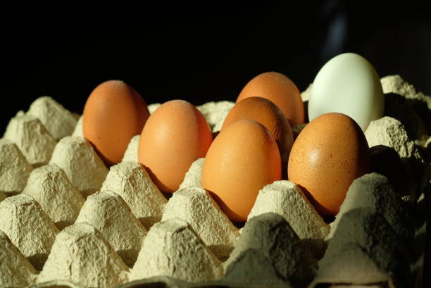 تصویر 3 از تخم مرغ محلی با طعم اصیل و خوشمزه