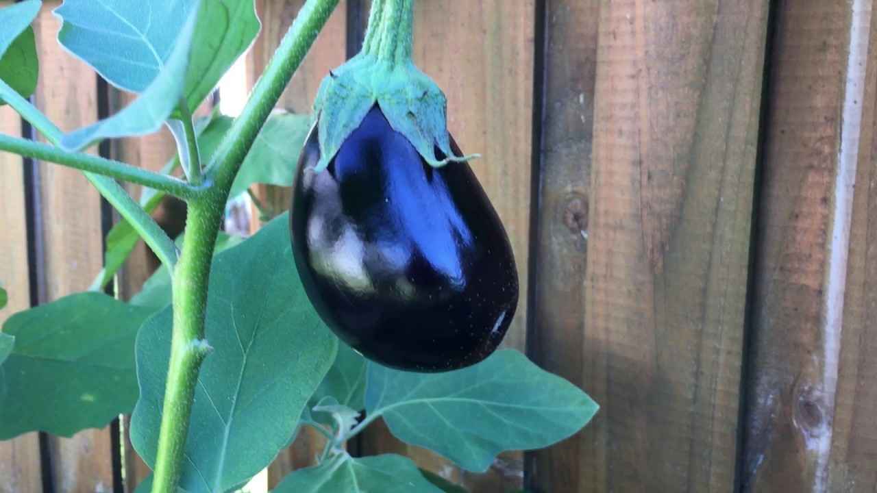 تصویر 1 از بادمجان صادراتی تازه و ارگانیک مخصوص آشپزی خانگی حرفه ای