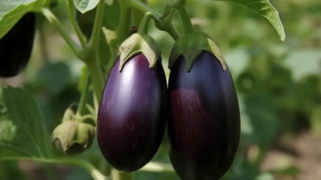 تصویر 3 از بادمجان صادراتی تازه و ارگانیک مخصوص آشپزی خانگی حرفه ای