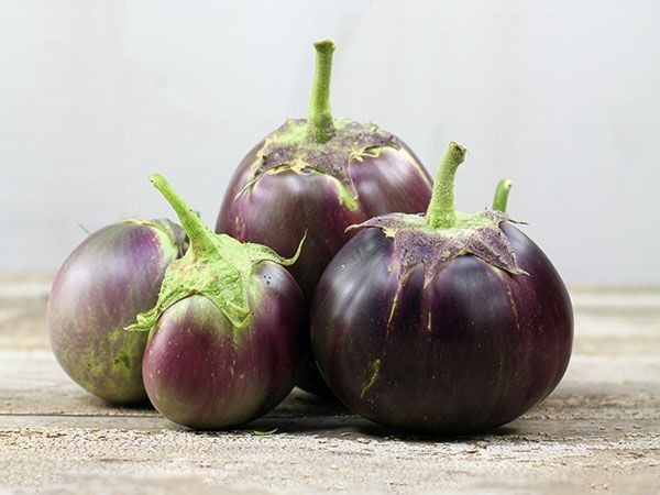 فروش بادمجان گلخانه ای