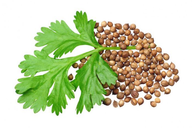 تصویر 4 از تخم گشنیز مرغوب با عطر اصیل و طعم طبیعی