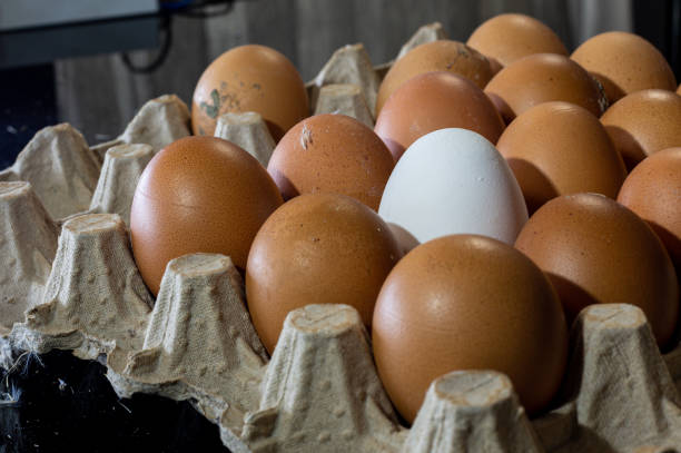 تخم مرغ محلی با زرده طلایی و پروتئین بالا