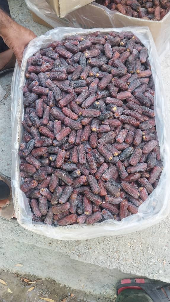 خرما پیارم درجه دو مخصوص مصارف صنعتی