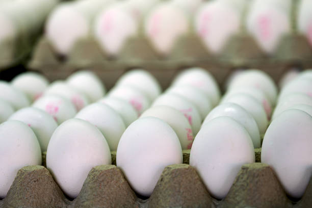 تصویر 1 از تخم مرغ تازه با زرده پررنگ و کیفیت بالای پروتئین