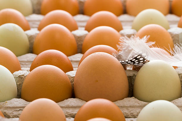 تصویر 1 از تخم مرغ محلی تازه با زرده غنی و طعم اصیل