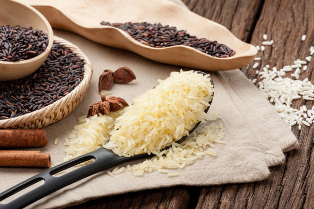 برنج عنبربو تازه برداشت شده محصول شالیزار