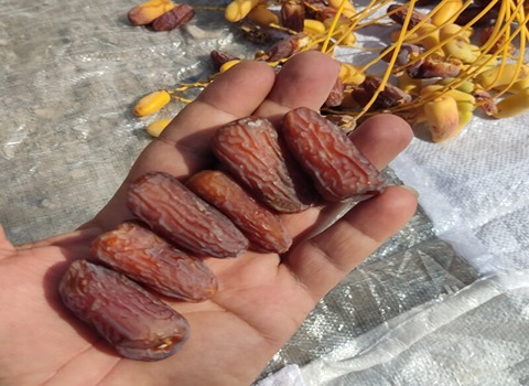 خرما پیارم با کیفیت برتر و طعم شیرین