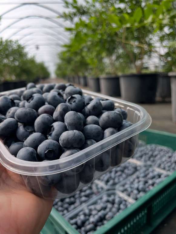 تصویر 5 از فروش بلوبری ایرانی (Jewel تا Emerald) + برداشت تازه و قیمت رقابتی