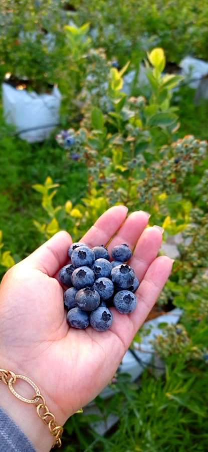 تصویر 1 از فروش بلوبری ایرانی (Jewel تا Emerald) + برداشت تازه و قیمت رقابتی