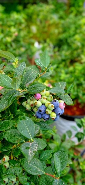 قیمت بلوبری