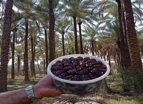 تصویر 2 از خرما کبکاب ممتاز انتخابی سالم برای همه