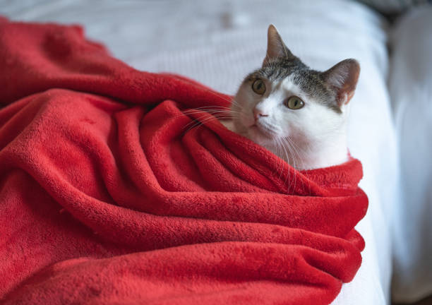 تصویر 3 از پتو ضخیم ممتاز انتخاب فضای زمستانی