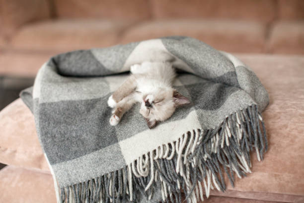 تصویر 1 از پتو ظریف چشم نواز هماهنگ دکوراسیون