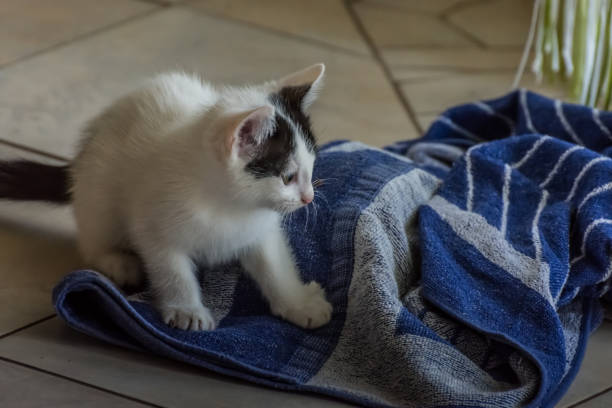 پتو ظریف چشم نواز هماهنگ دکوراسیون