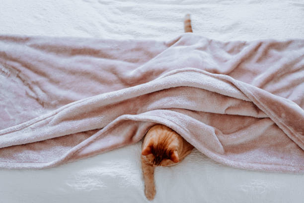 تصویر 2 از پتو احساس آرامش همراه گرمای یکنواخت