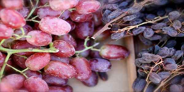 تصویر 3 از کشمش آفتابی خشک‌ شده به روش سنتی