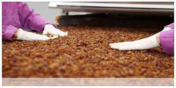 تصویر 2 از کشمش آفتابی مناسب مصرف روزانه