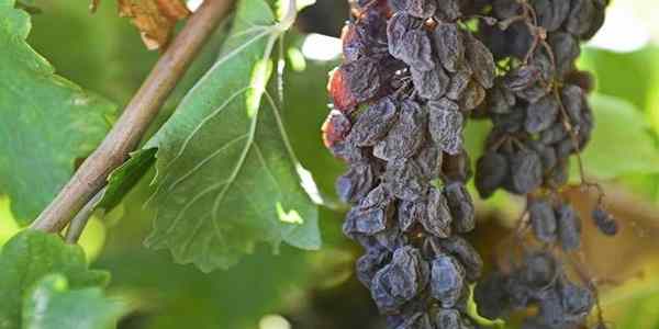 تصویر 4 از کشمش آفتابی خوش‌ رنگ با جلوه طبیعی