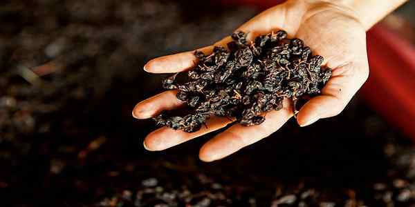 کشمش آفتابی با ظاهر تمیز و یک پارچه