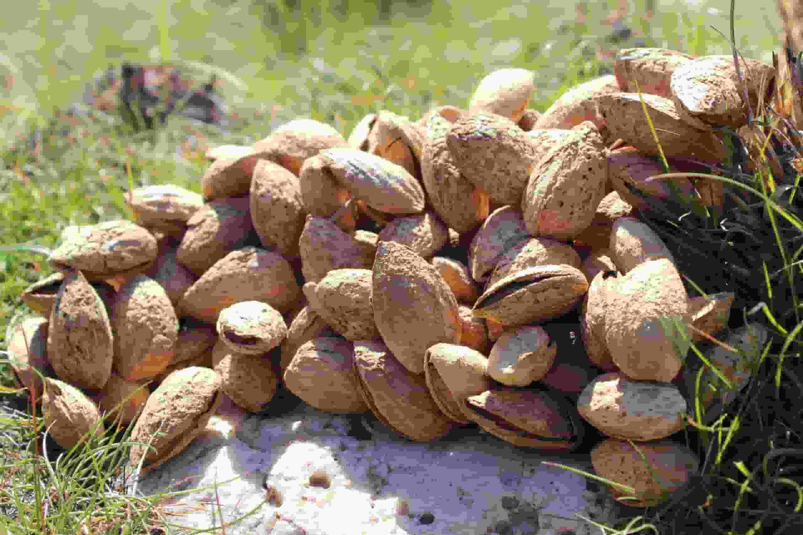 تصویر 4 از بادام درختی تبریز مغز پرانرژی تازه