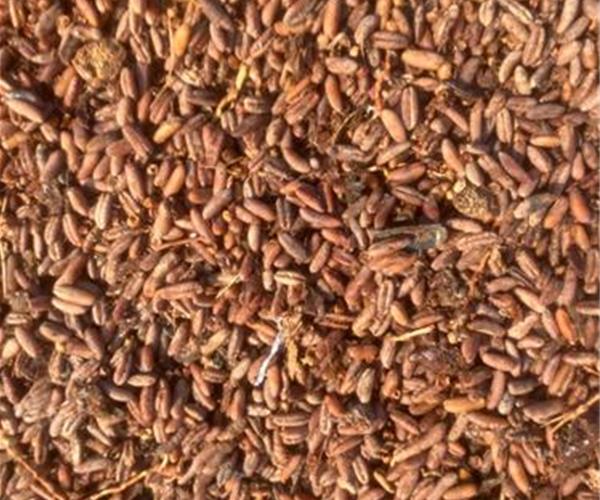 فروش هسته خرما به صورت عمده