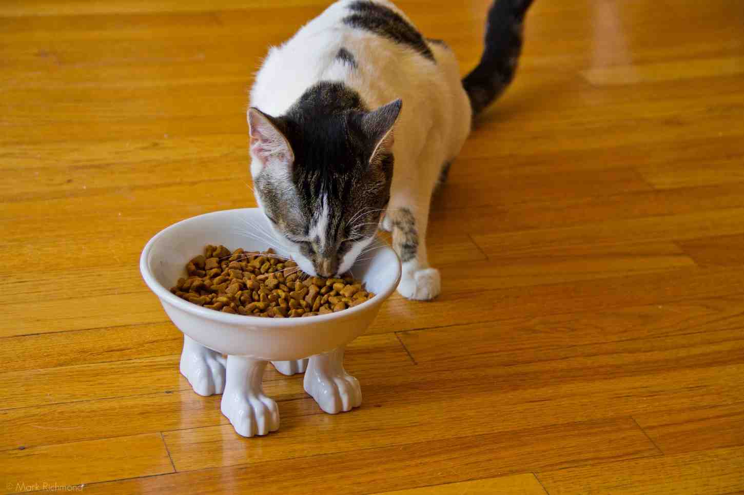 تصویر 3 از غذا گربه برای تقویت سیستم ایمنی و انرژی