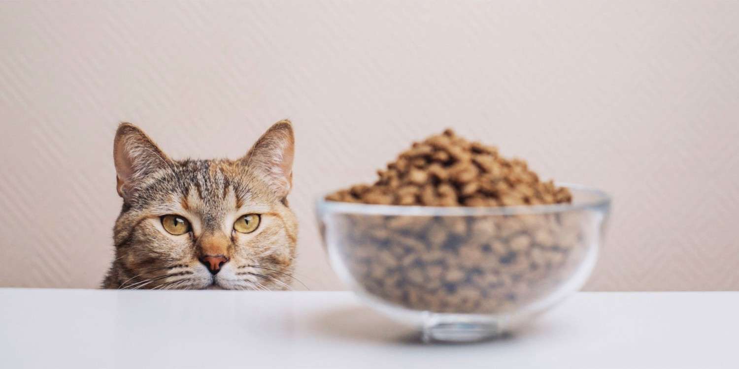 تصویر 4 از غذا گربه برای تقویت سیستم ایمنی و انرژی