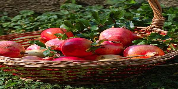 انار سیاه تفت آبدار و سالم مناسب پذیرایی