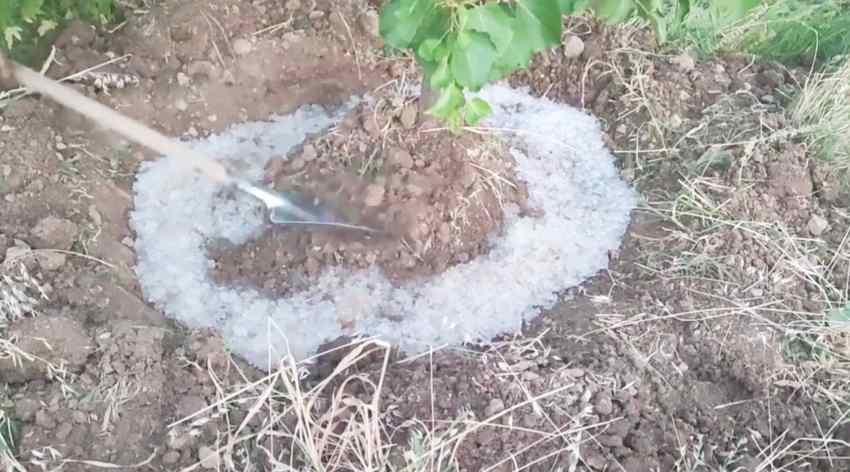 فروش سوپرجاذب بسته ۵ کیلویی برای باغات و مزرعه