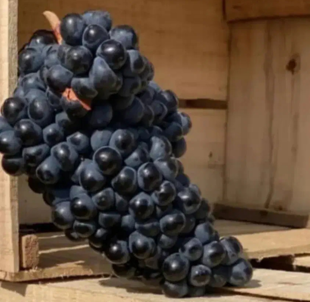 تصویر 1 از انگورسیاه  خشک شده ‌+ قیمت باور نکردنی