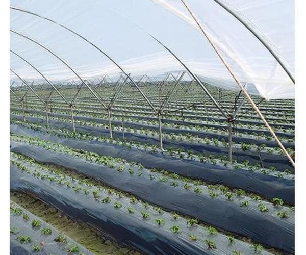 تصویر 3 از نایلون عریض گلخانه ای با عبور نور مناسب و دوام بالا