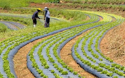 تصویر 4 از نایلون مالچ سوراخ دار با ضخامت سفارشی برای نیاز های کشاورزی مختلف