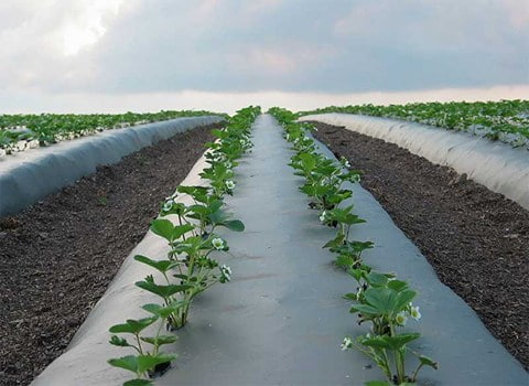 نایلون مالچ شفاف ضد آب و مقاوم در برابر سرما و گرما