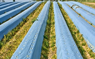 تصویر 2 از نایلون مالچ شفاف ضد آب و مقاوم در برابر سرما و گرما
