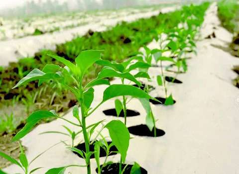 نایلون مالچ توت فرنگی با عبور نور مناسب و یکنواخت