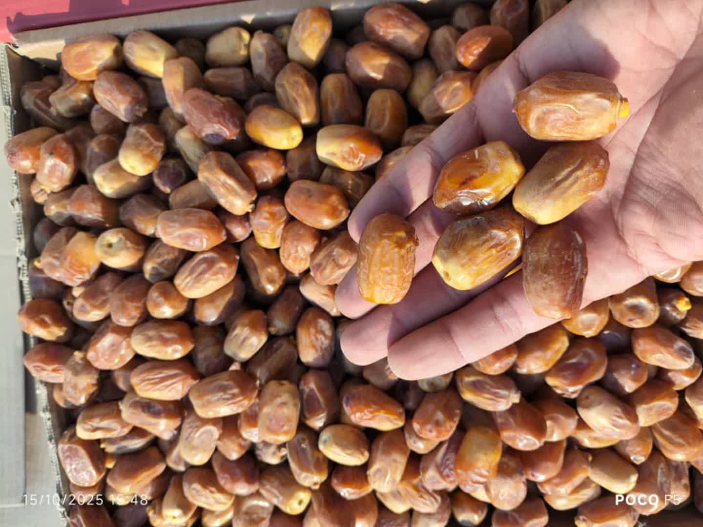 تصویر 4 از خرما زاهدی درجه یک خشک بهترین کیفیت داخلی صادراتی قیمت مناسب