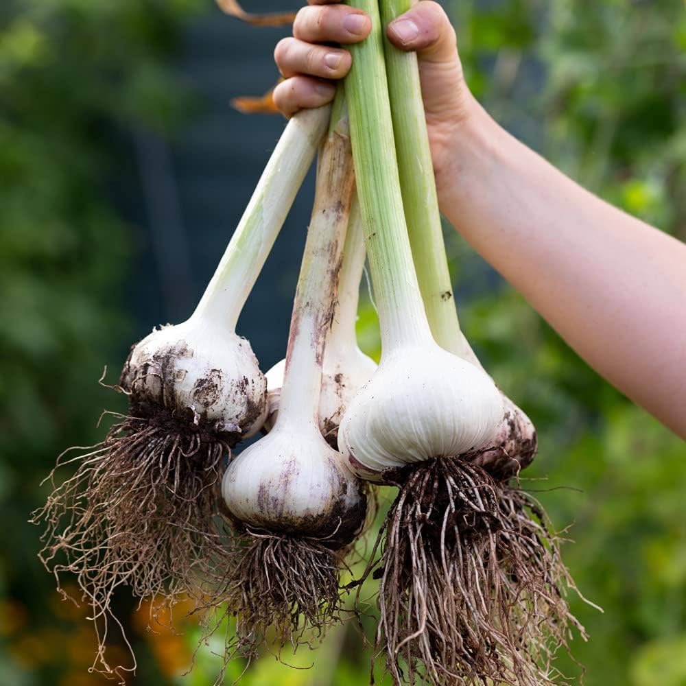 تصویر 4 از سیر کوهی درشت با عطر ویژه و کاربرد در غذا های سنتی