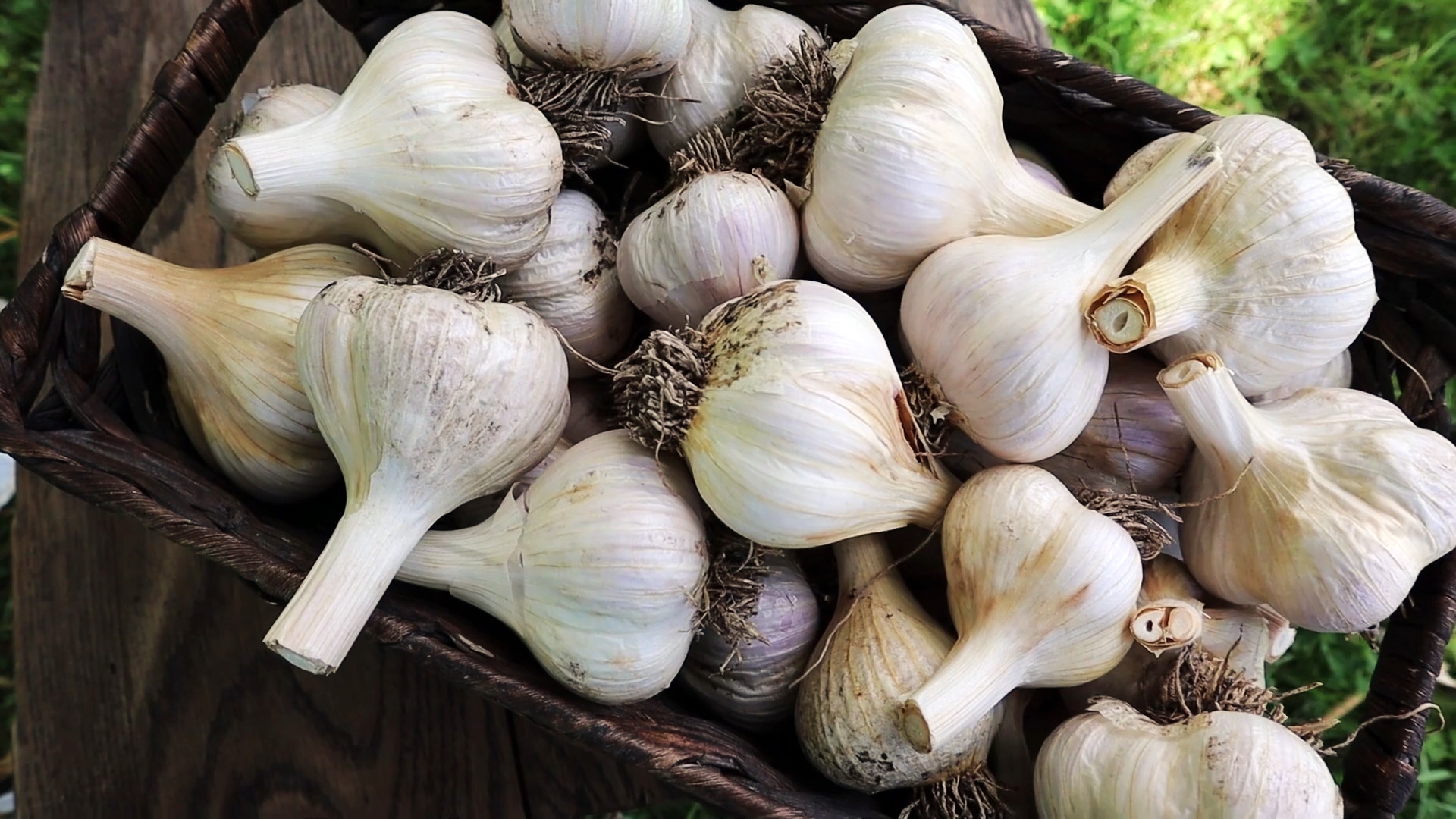 سیر صادراتی با اندازه یکنواخت و طعم تند و ظاهر سالم