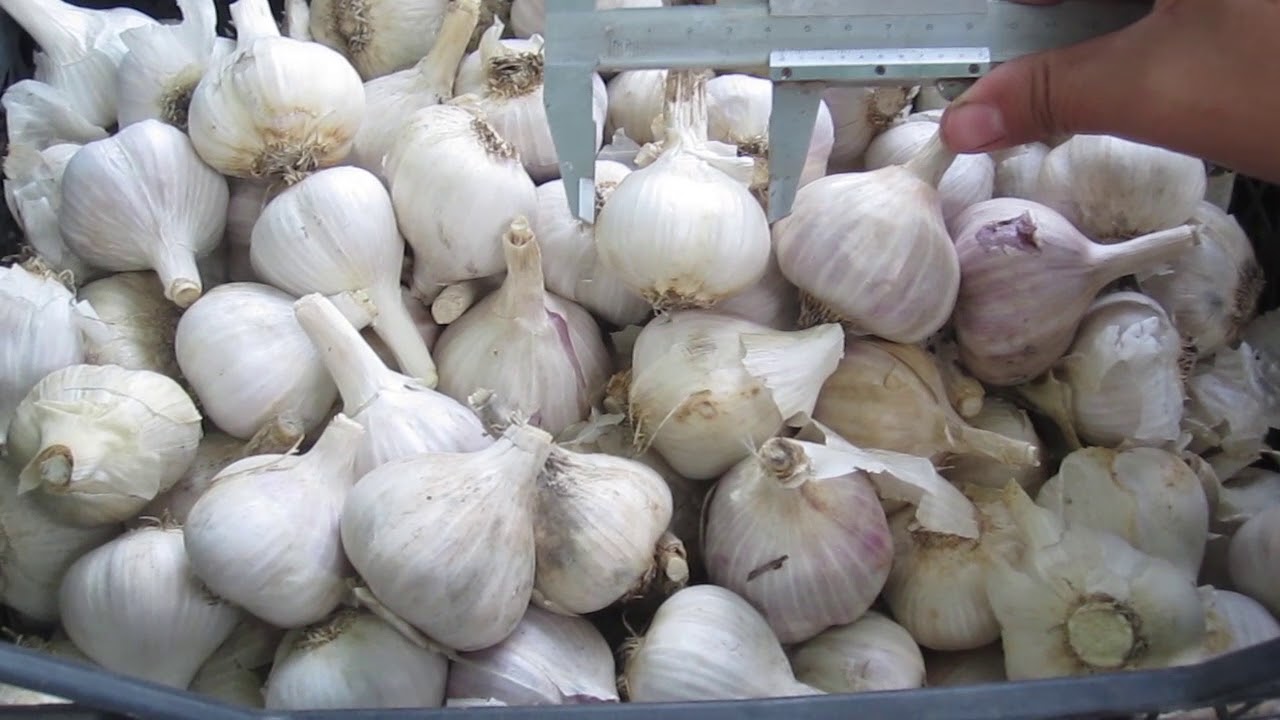 تصویر 3 از سیر صادراتی با اندازه یکنواخت و طعم تند و ظاهر سالم