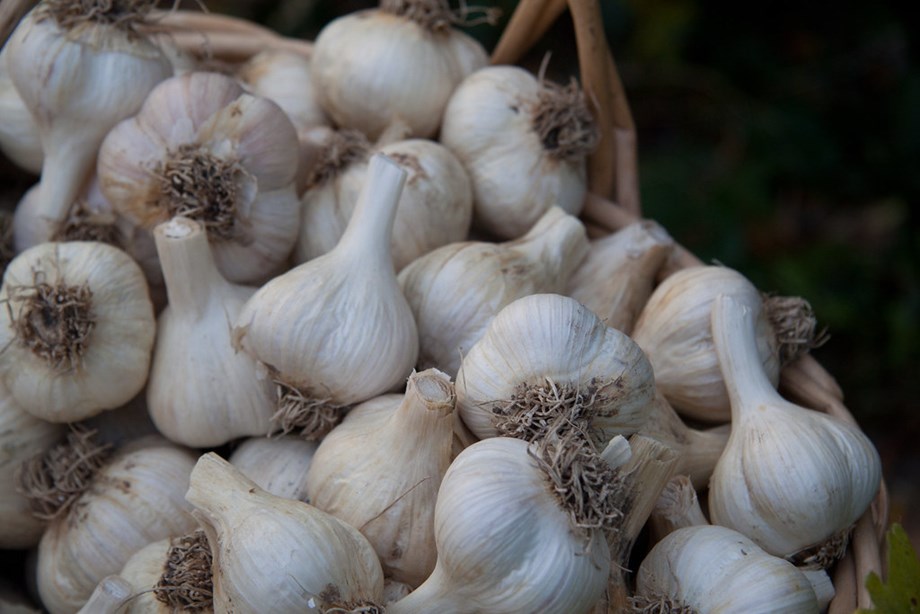 تصویر 4 از سیر صادراتی با اندازه یکنواخت و طعم تند و ظاهر سالم