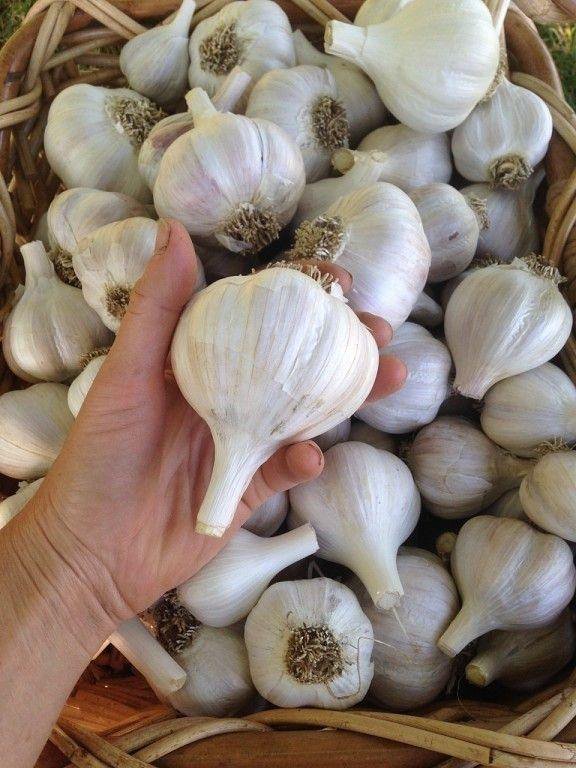 تصویر 2 از سیر سفید ارگانیک بدون کود شیمیایی و مناسب رژیم سالم