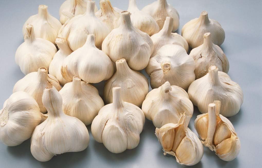 تصویر 3 از سیر سفید ارگانیک بدون کود شیمیایی و مناسب رژیم سالم