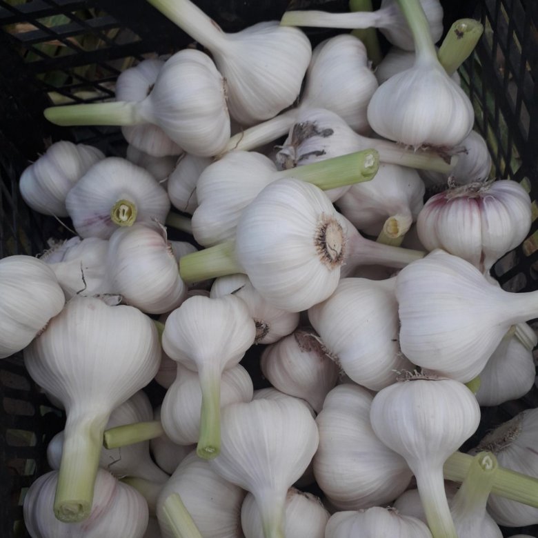 تصویر 5 از سیر سفید ارگانیک بدون کود شیمیایی و مناسب رژیم سالم